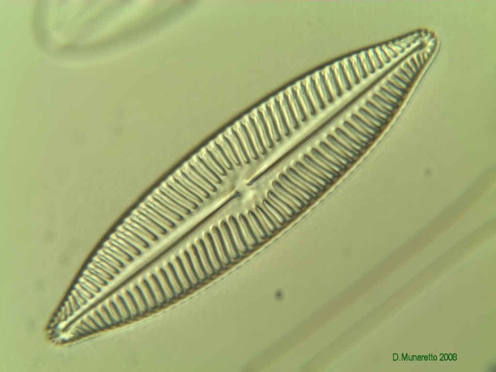 Nuove prove...diatomea a 630x ...3